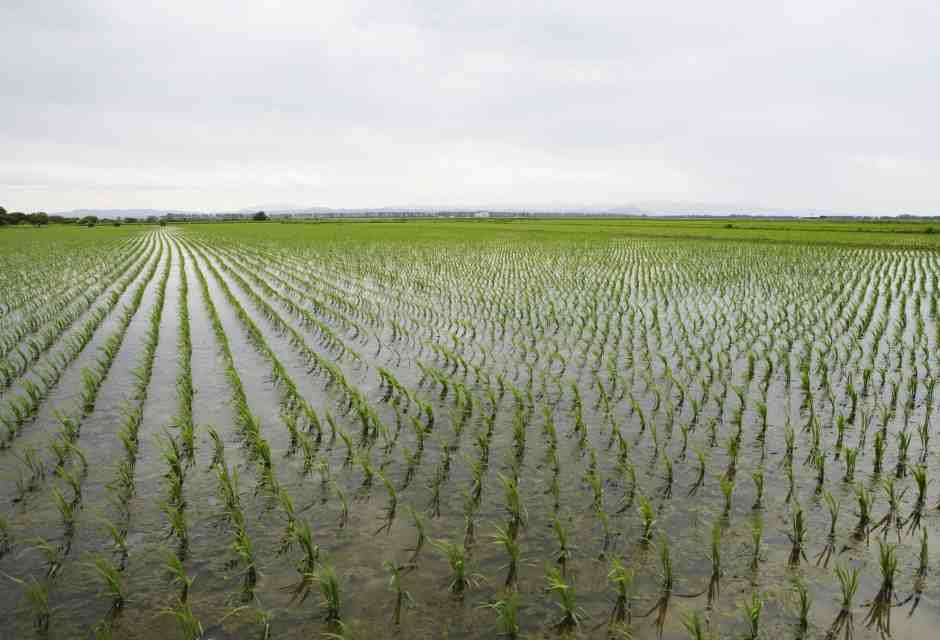 &nbsp;Un campo di riso - foto via Getty Images