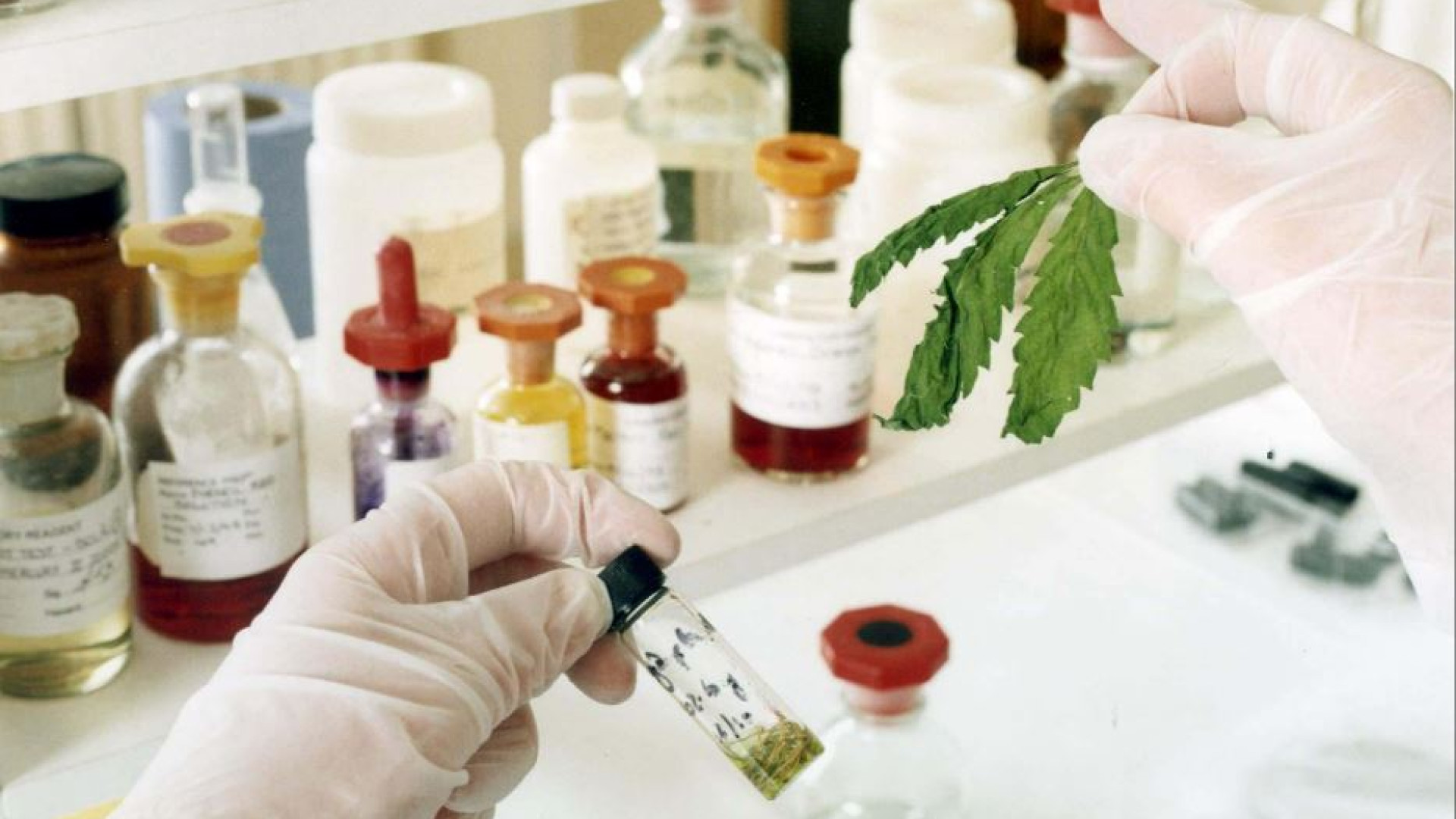 Immagine di Il Cbd è una sostanza stupefacente e d'ora in poi sarà venduto solo in farmacia
