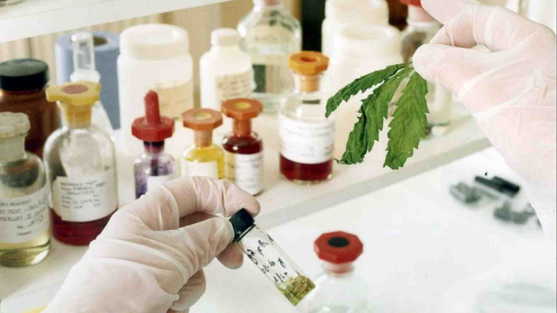 Immagine di Il Cbd è una sostanza stupefacente e d'ora in poi sarà venduto solo in farmacia