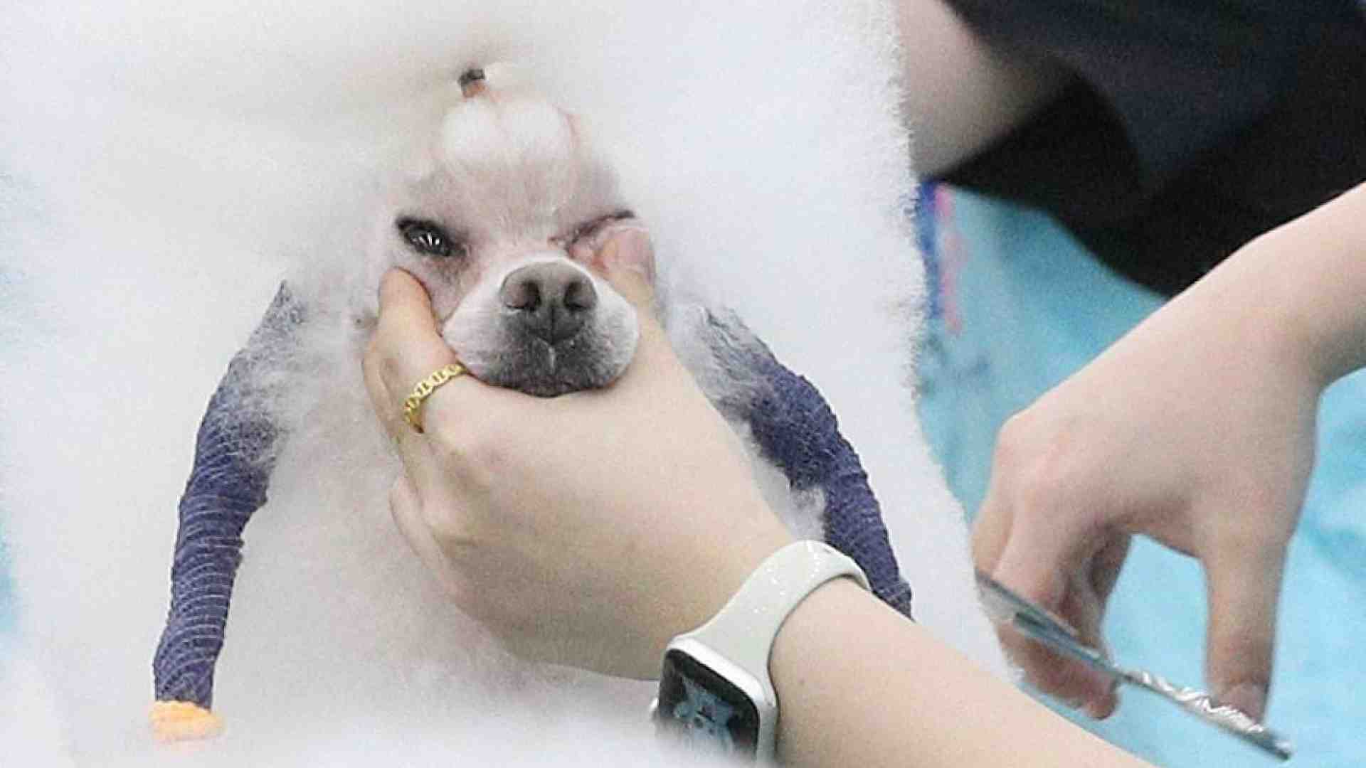 Immagine di Muore il cane o il gatto? In Corea del Sud boom di clonazioni (a caro prezzo)