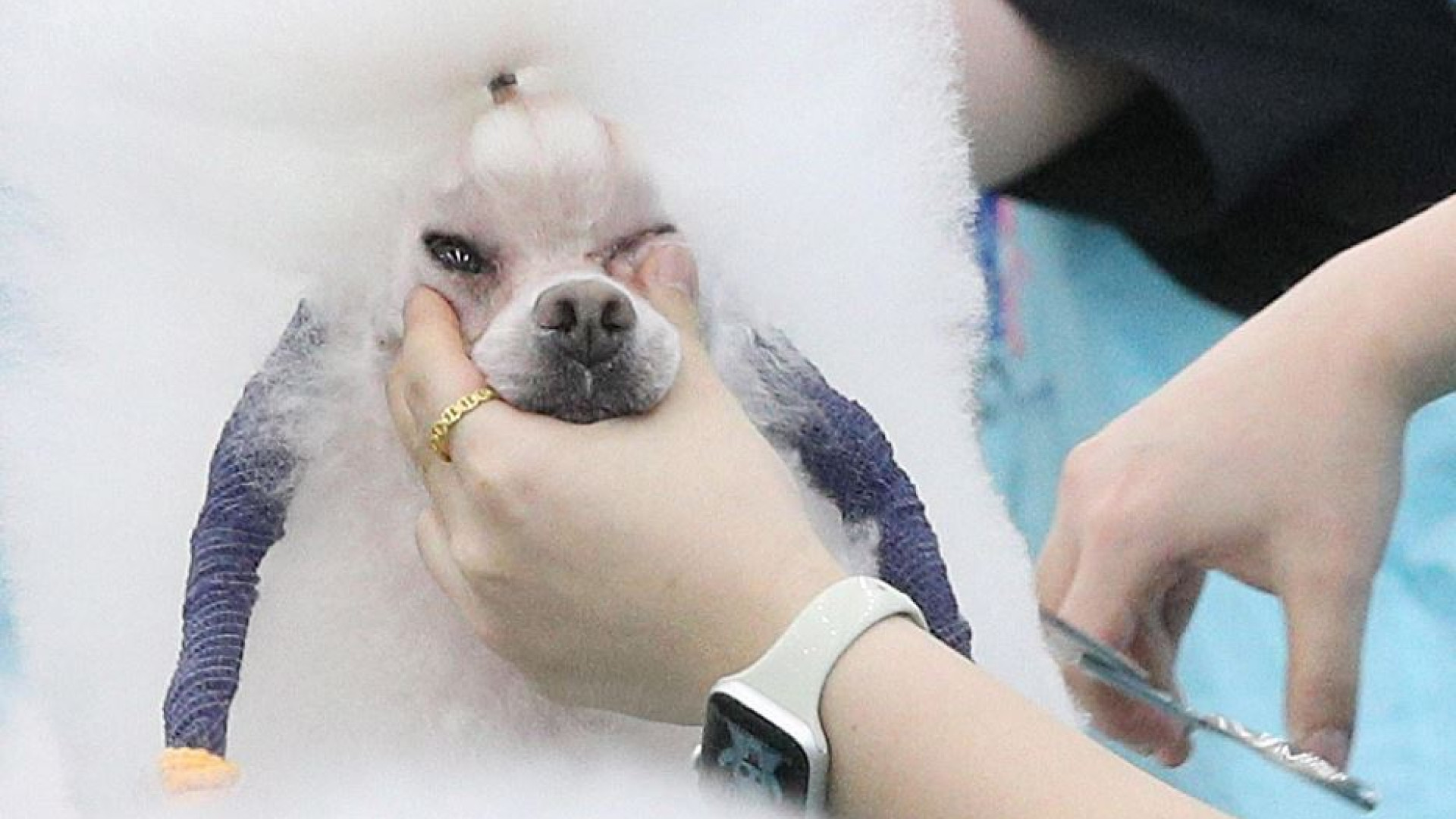 Immagine di Muore il cane o il gatto? In Corea del Sud boom di clonazioni (a caro prezzo)
