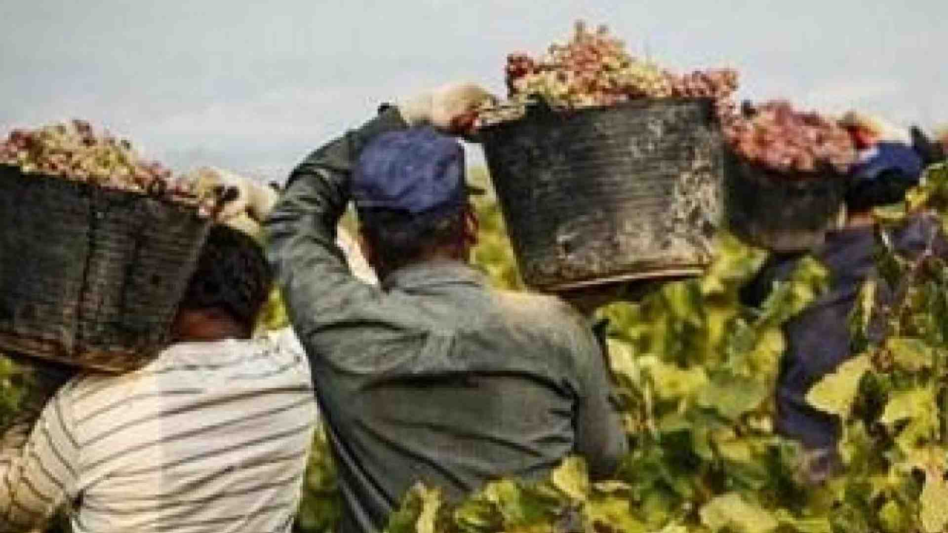 Immagine di La storia dei 33 braccianti ridotti in schiavitù dai caporali indiani