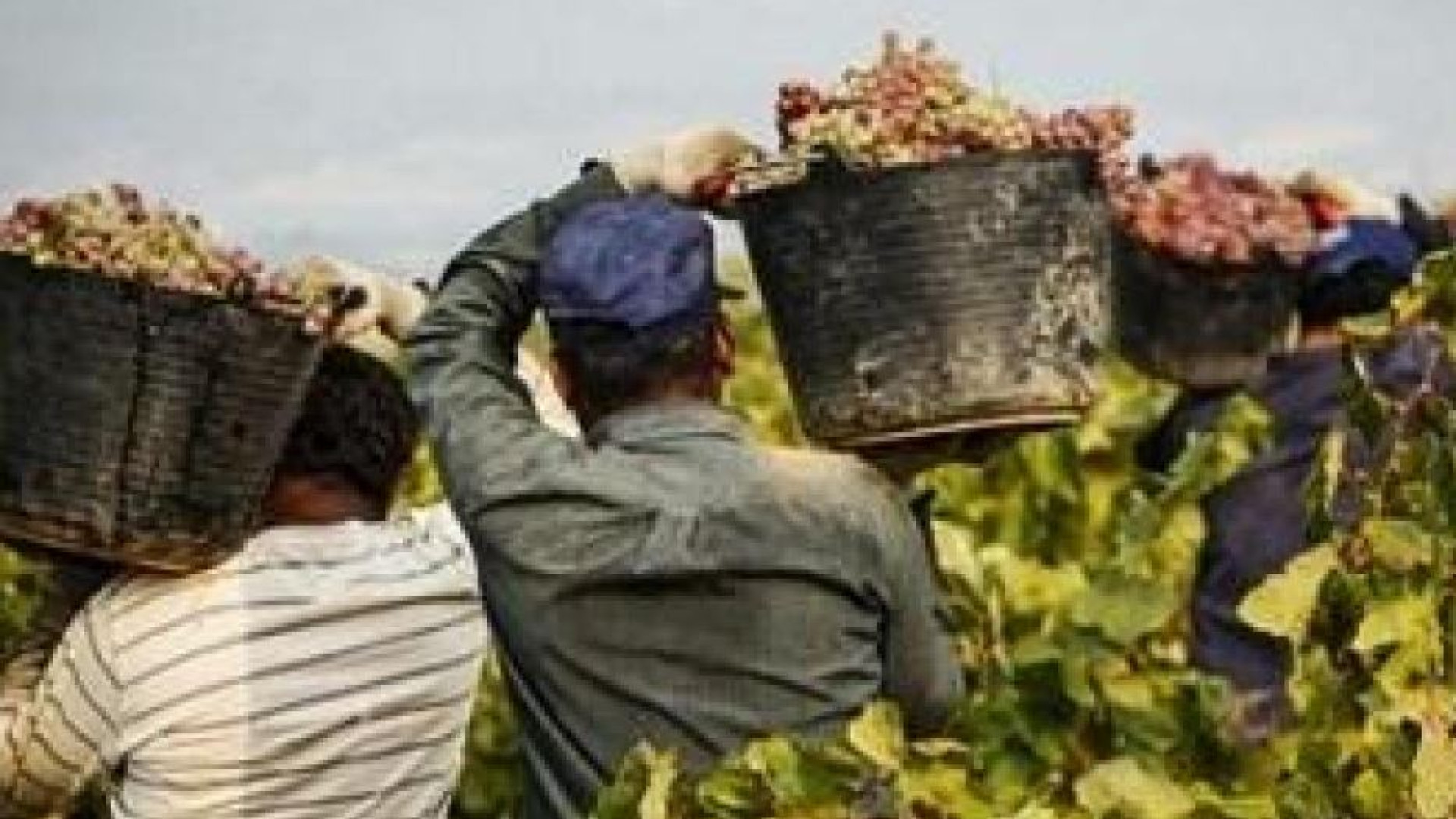 Immagine di La storia dei 33 braccianti ridotti in schiavitù dai caporali indiani