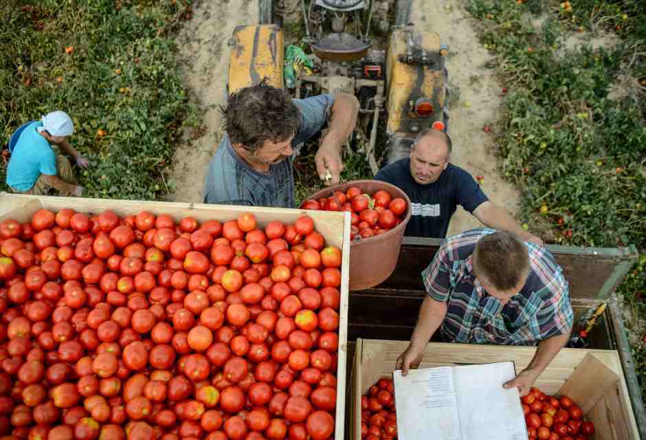 La vendita del pomodoro di Manduria incentivata da una campagna stampa contro il logorio della vita moderna? Sono solo ondate emotive (foto Ansa)&nbsp;<br />