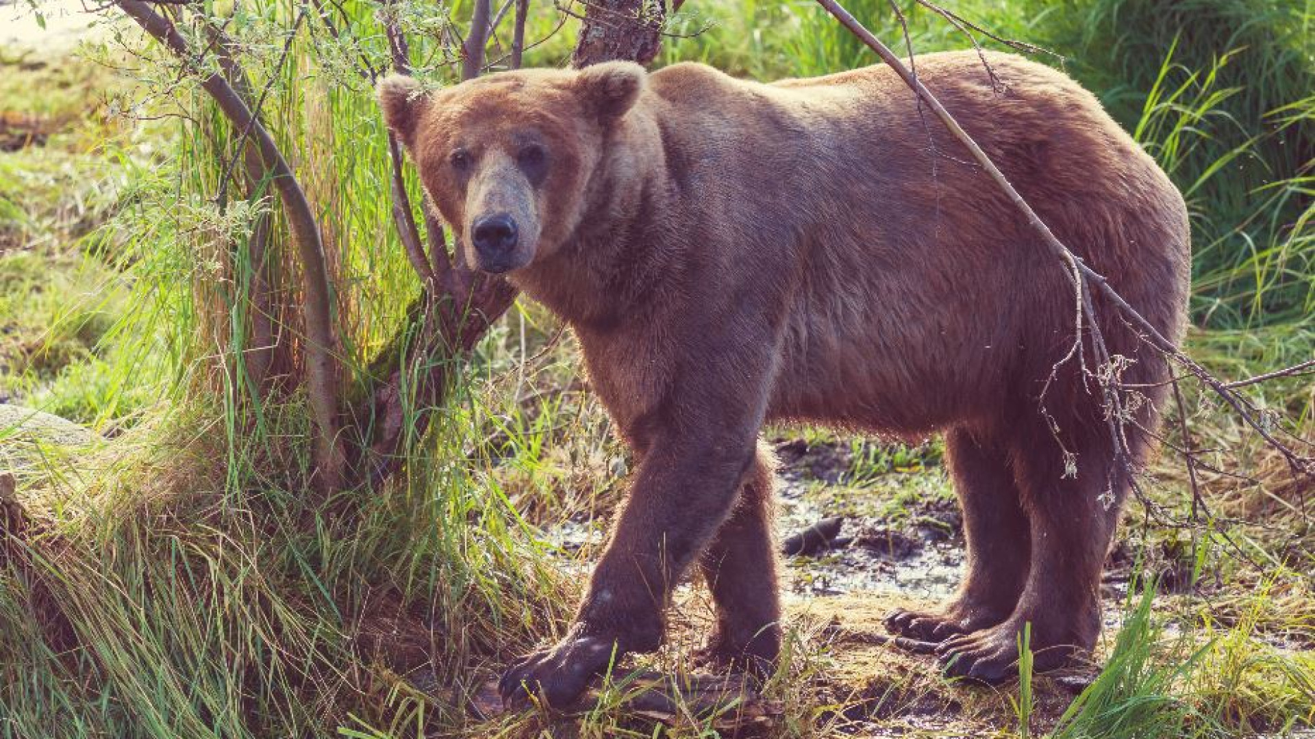 Immagine di In Trentino un altro turista è stato aggredito da un orso