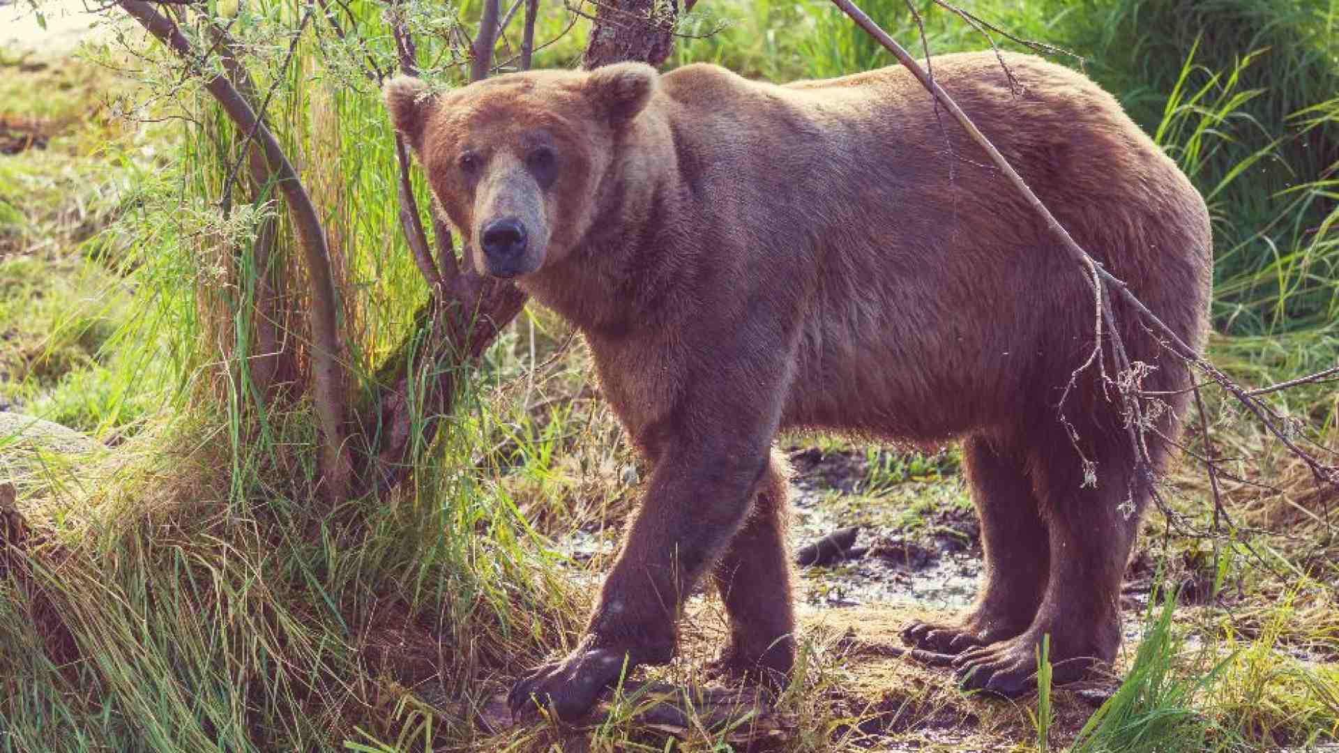 Immagine di In Trentino un altro turista è stato aggredito da un orso
