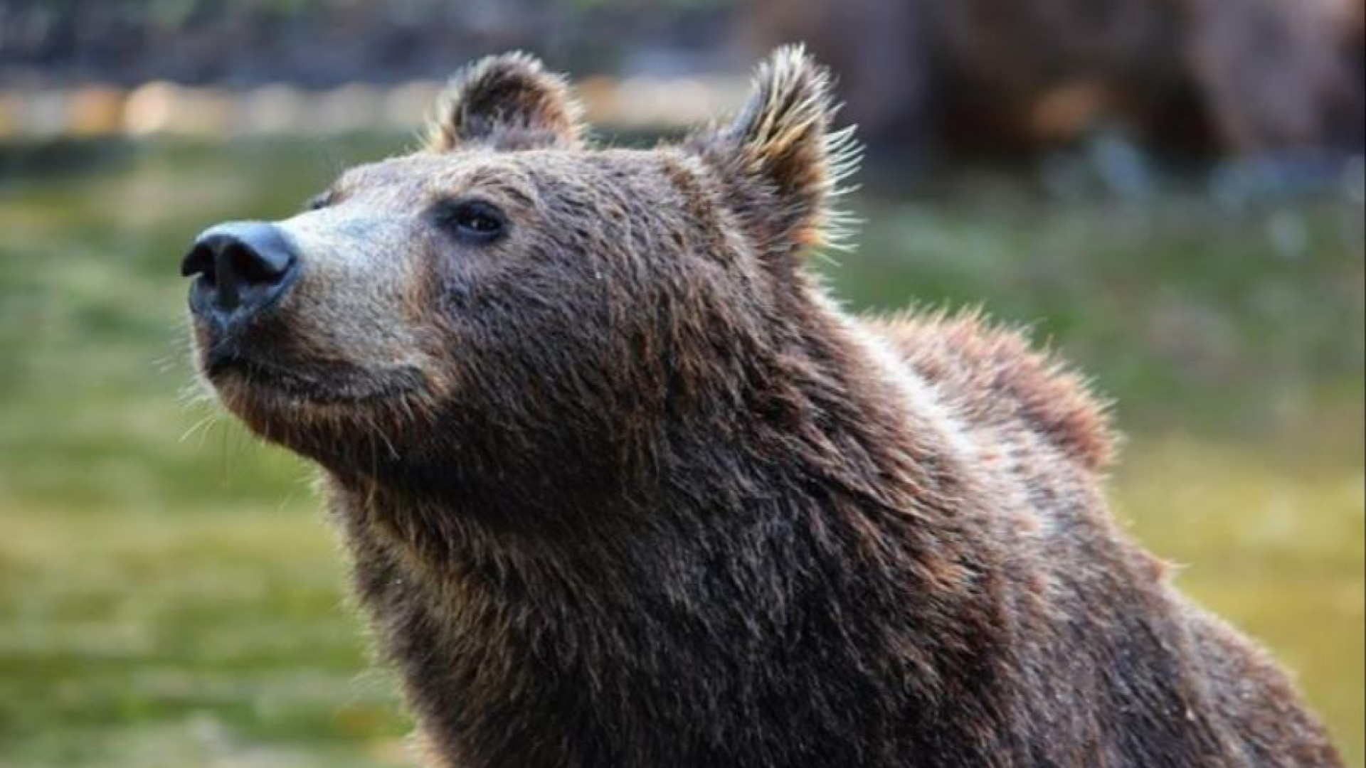 Immagine di Ha aggredito un turista, l'orsa sarà abbattuta