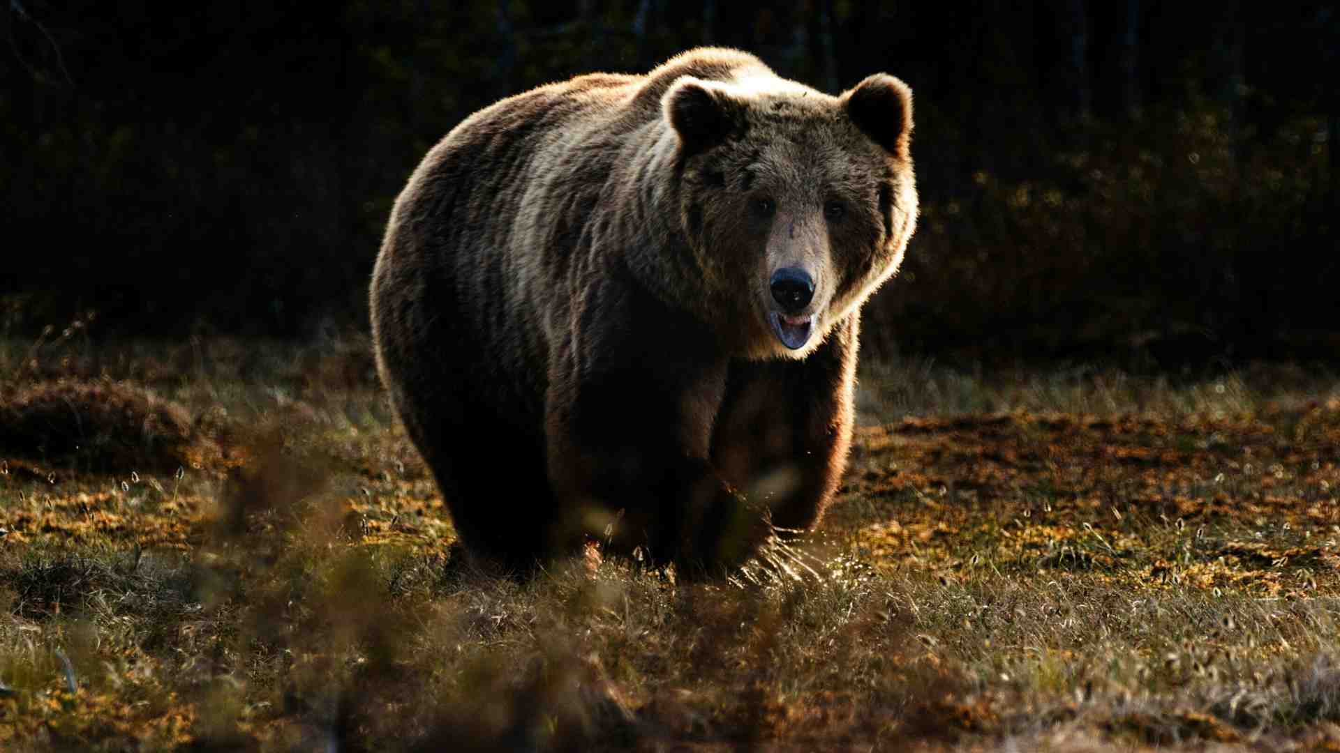 Immagine di Fugatti contro l'orsa è il presidente più antropocentrico che ci sia