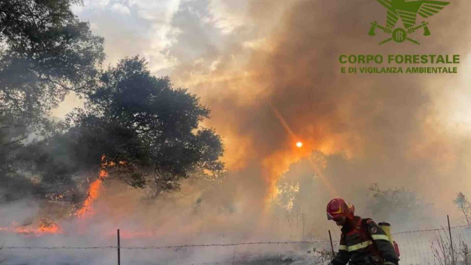 Immagine di Le fiamme hanno distrutto 800 ettari di bosco nel Nuorese