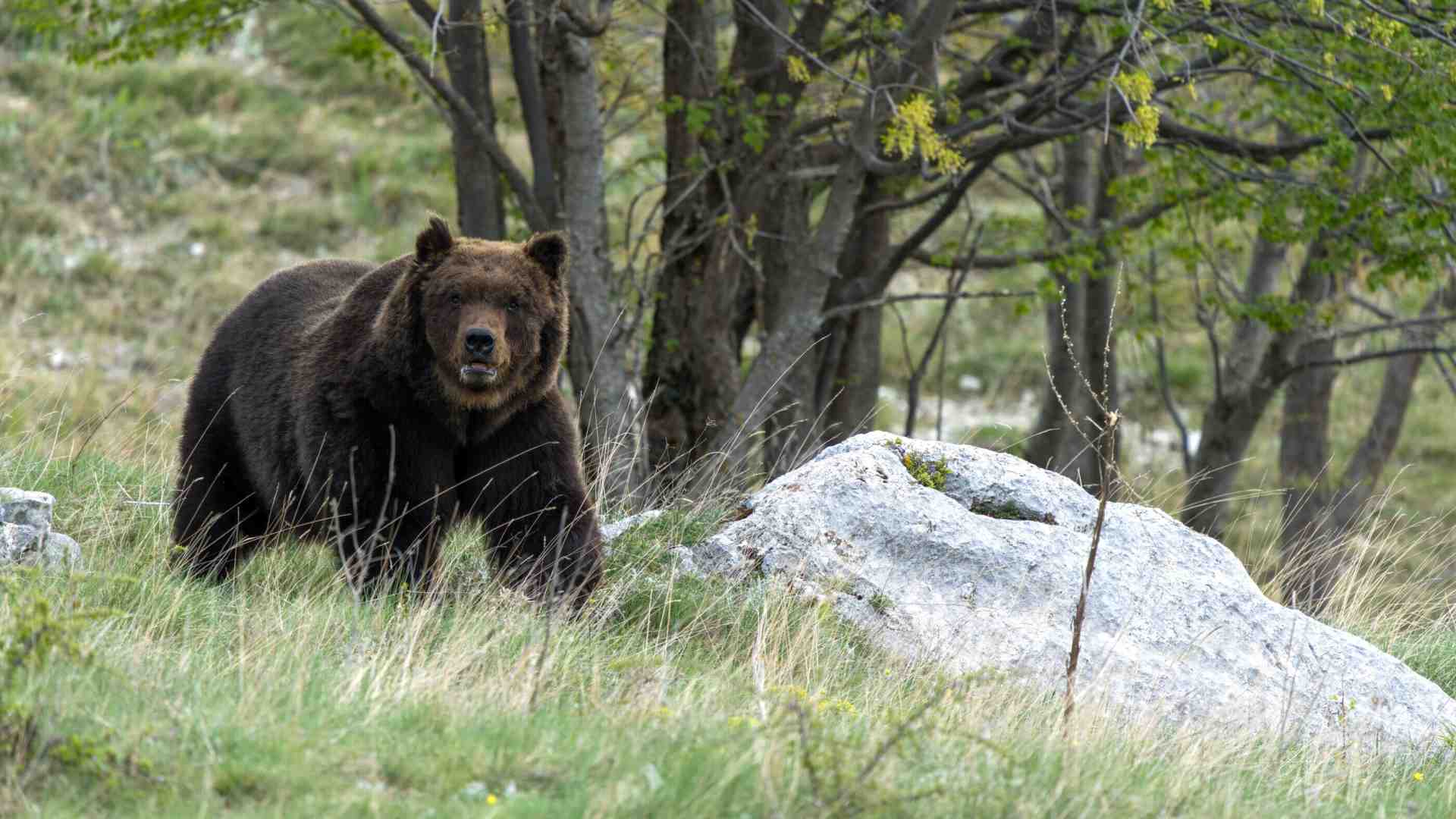 Immagine di L'orsa Kj1 è stata uccisa. La polemica tra Pichetto Fratin e Fugatti