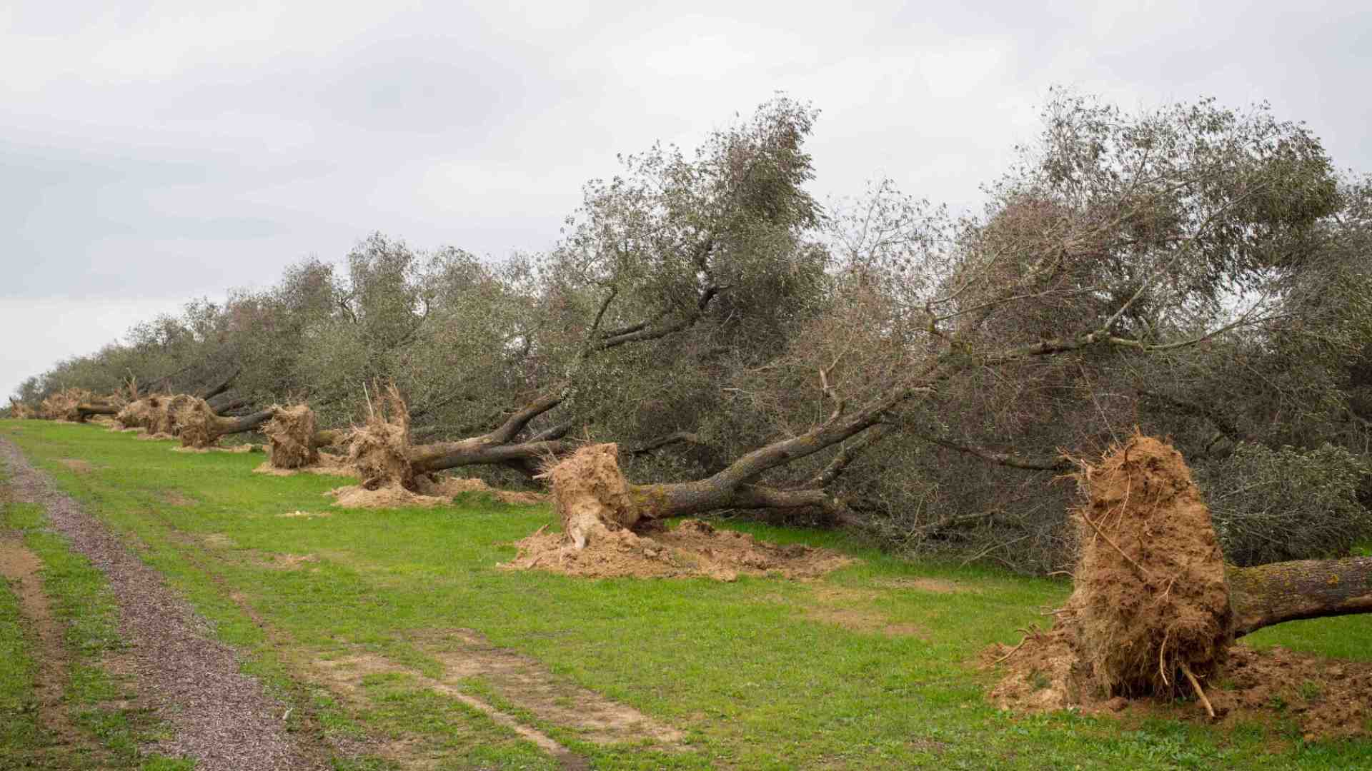 Immagine di In Puglia torna d'attualità la Xylella