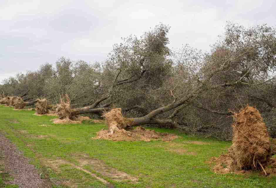 Alberi di ulivo eradicati nel 2015, nell'ambito del Piano Silletti contro la Xylella fastidiosa (foto LaPresse)