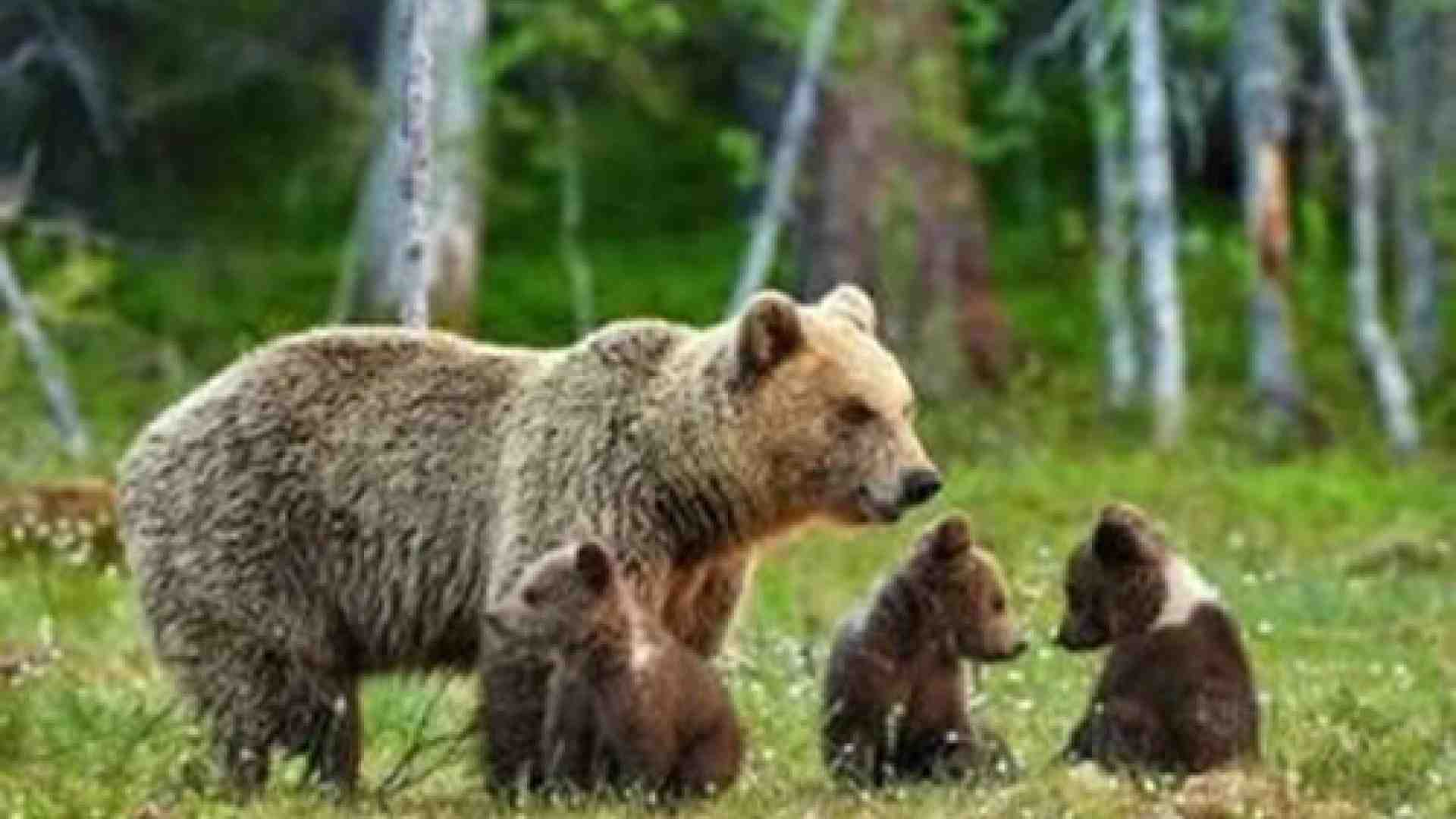 Immagine di L'orso feroce piace a tutti, destra e sinistra. È l'uomo che non ha più amici
