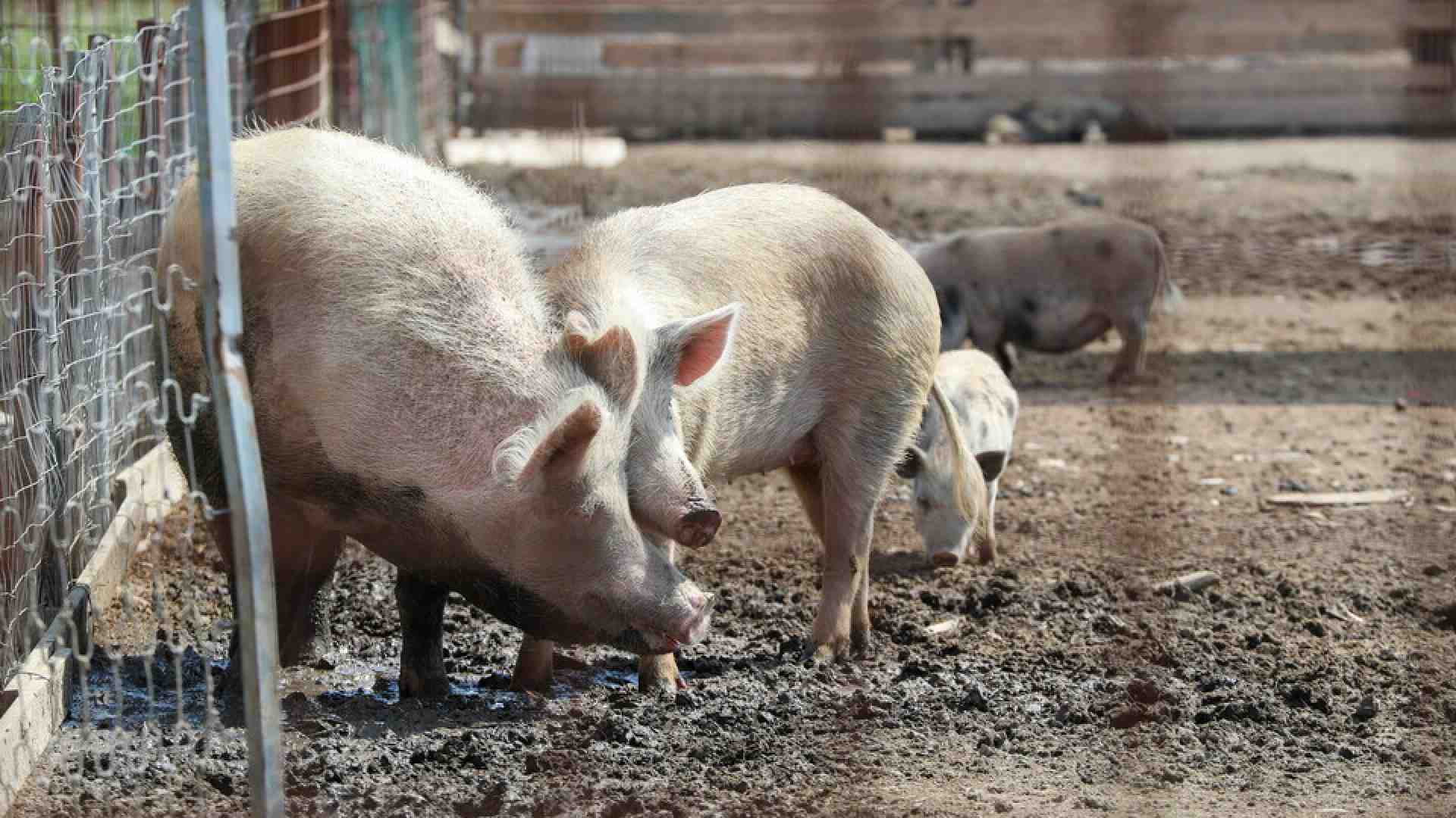 Immagine di Il governo agita lo spauracchio della carne coltivata ma ignora la Peste suina. Ci scrive Magi