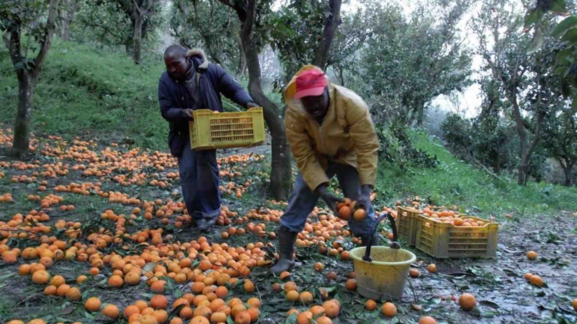 Immagine di Assegno d'inclusione alle vittime di caporalato