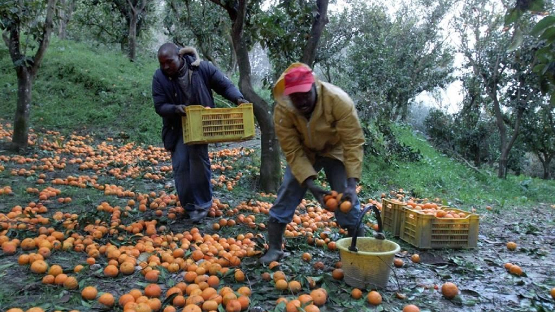 Immagine di Assegno d'inclusione alle vittime di caporalato