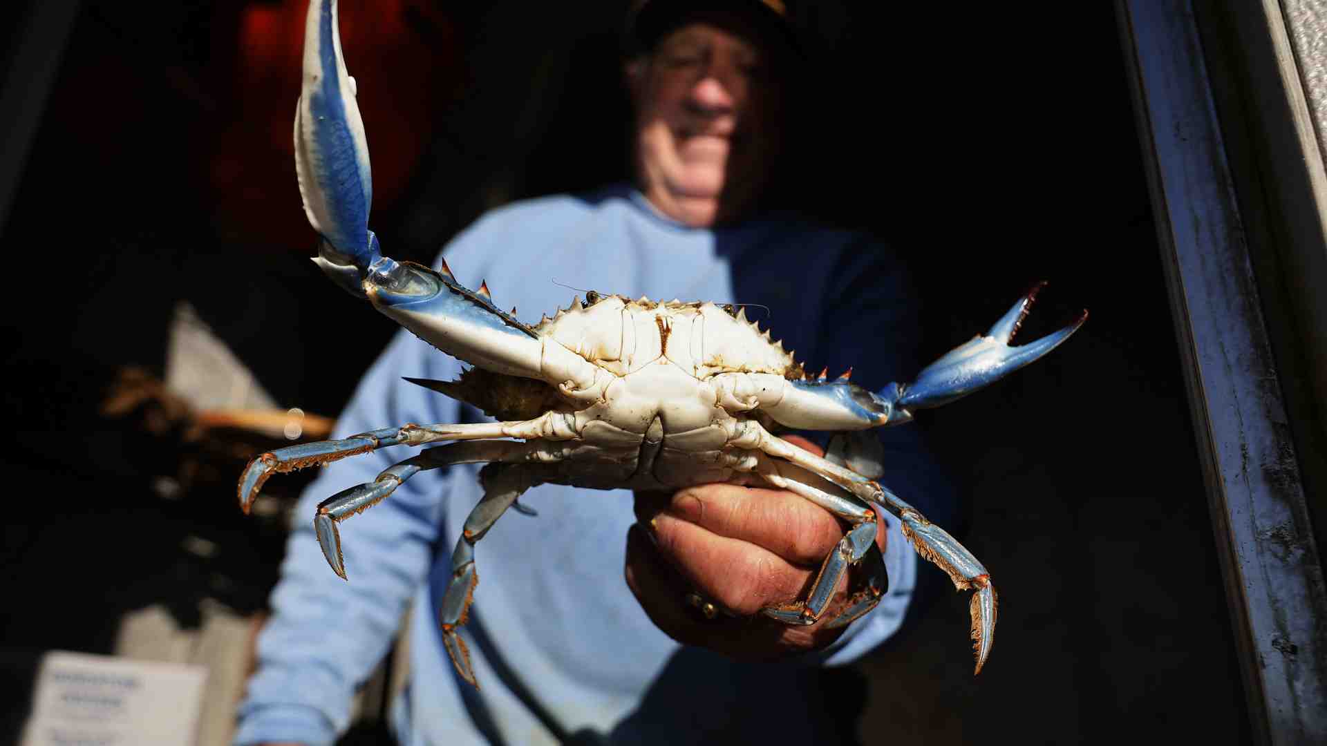 Immagine di Tra i pescatori del Delta del Po, che del commissario anti-granchi blu non sanno che farne