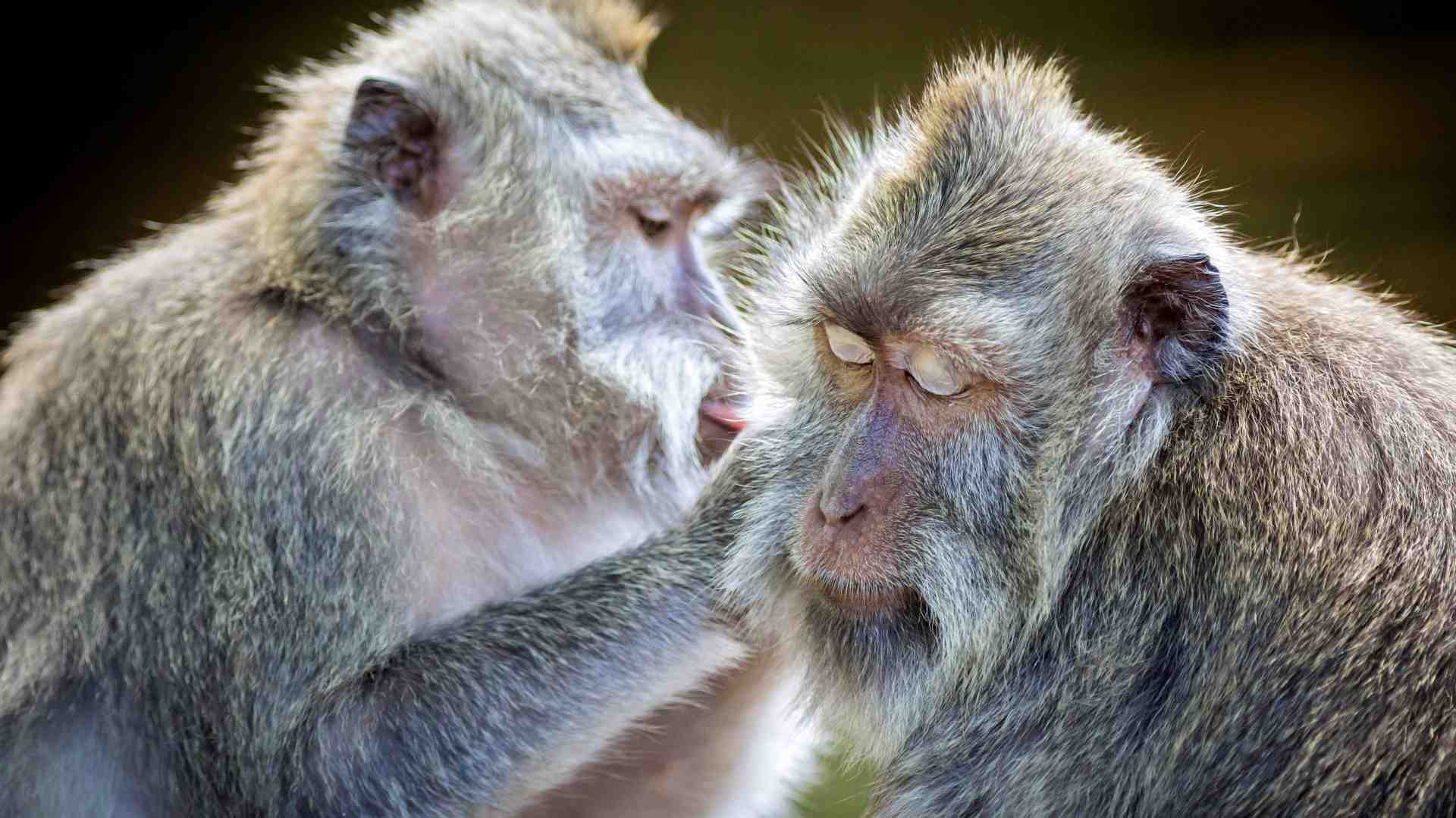 Immagine di Vaiolo delle scimmie, «in Italia situazione sotto controllo». Cosa si rischia