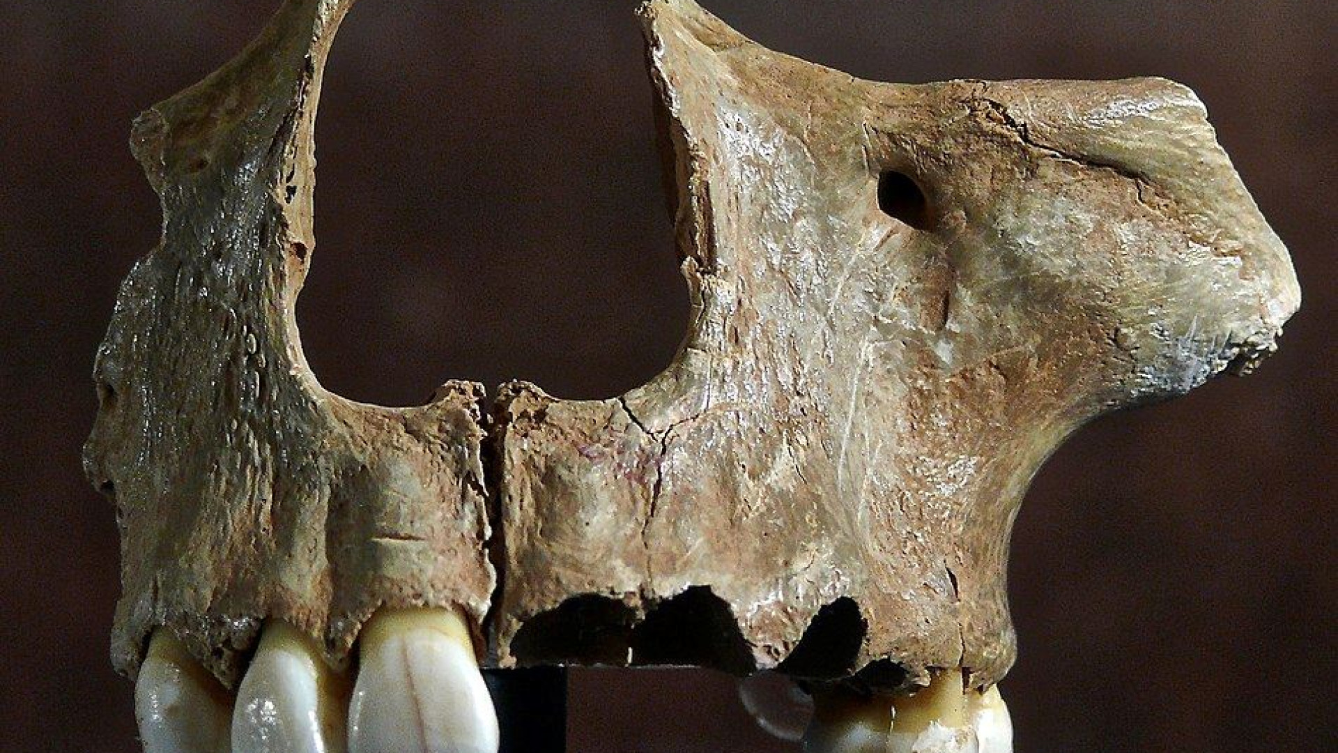 Immagine di I denti preistorici svelano i segreti dell'evoluzione umana in Europa