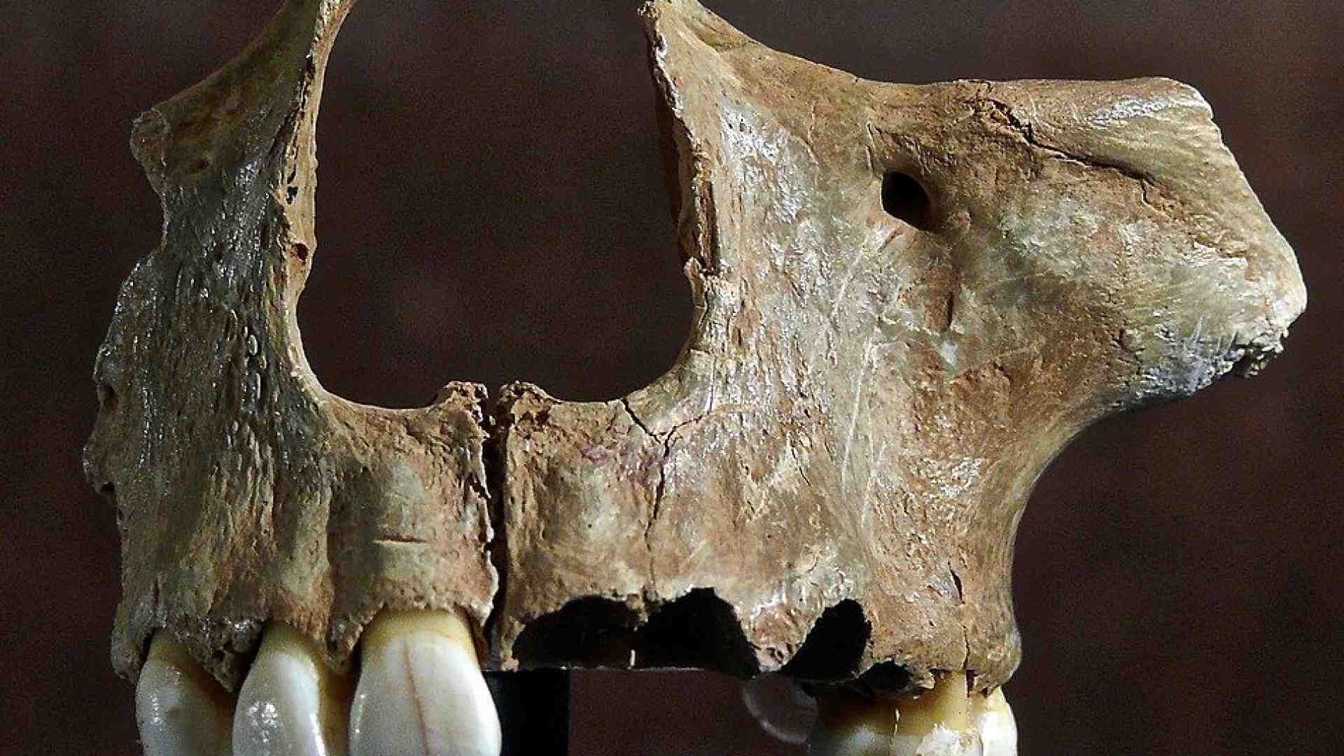 Immagine di I denti preistorici svelano i segreti dell'evoluzione umana in Europa