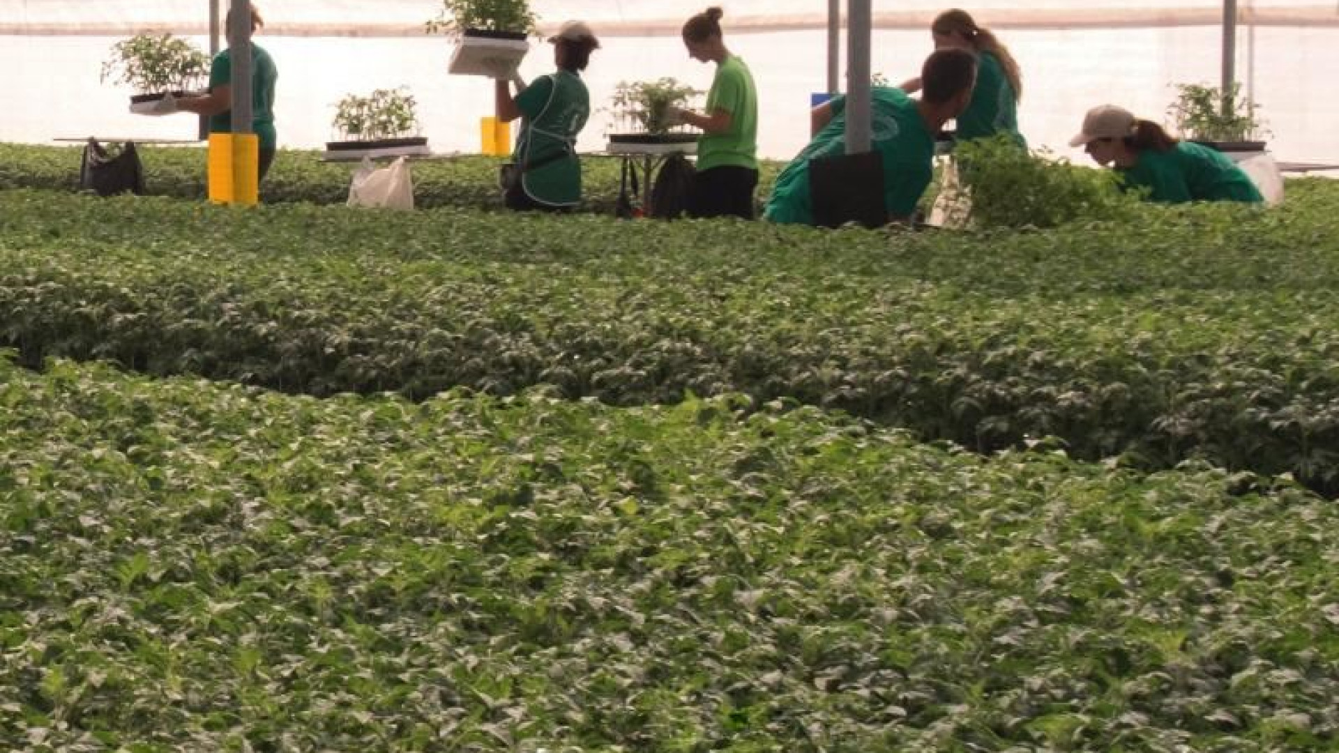 Immagine di L’Italia insegue l’Olanda su fiori e piante: export trainato dal verde urbano