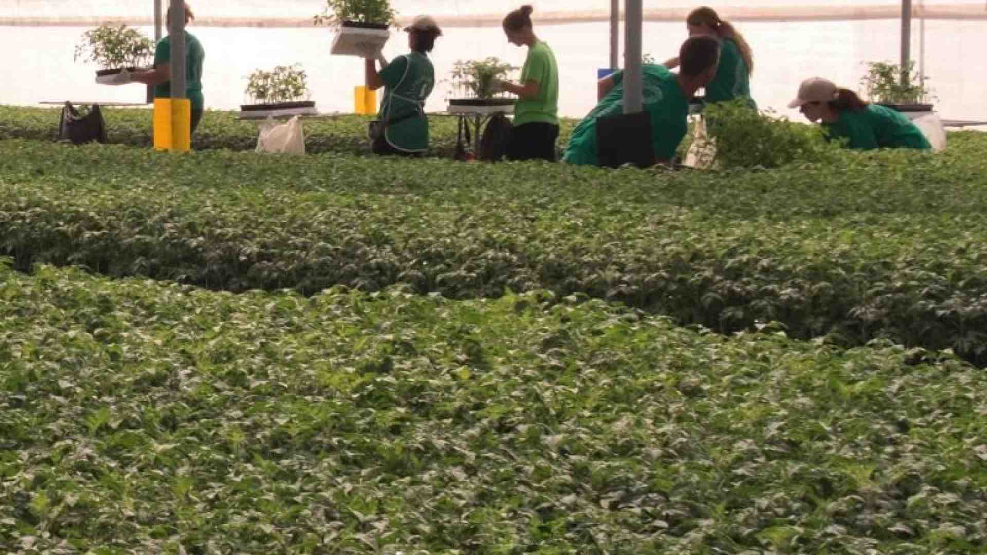 Immagine di L’Italia insegue l’Olanda su fiori e piante: export trainato dal verde urbano