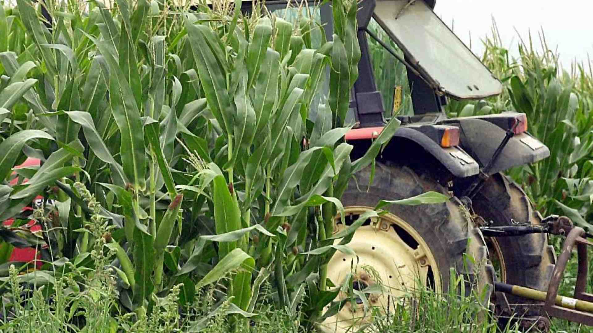 Immagine di Caporalato in pianura Padana, mille braccianti nei campi per 17 ore al giorno