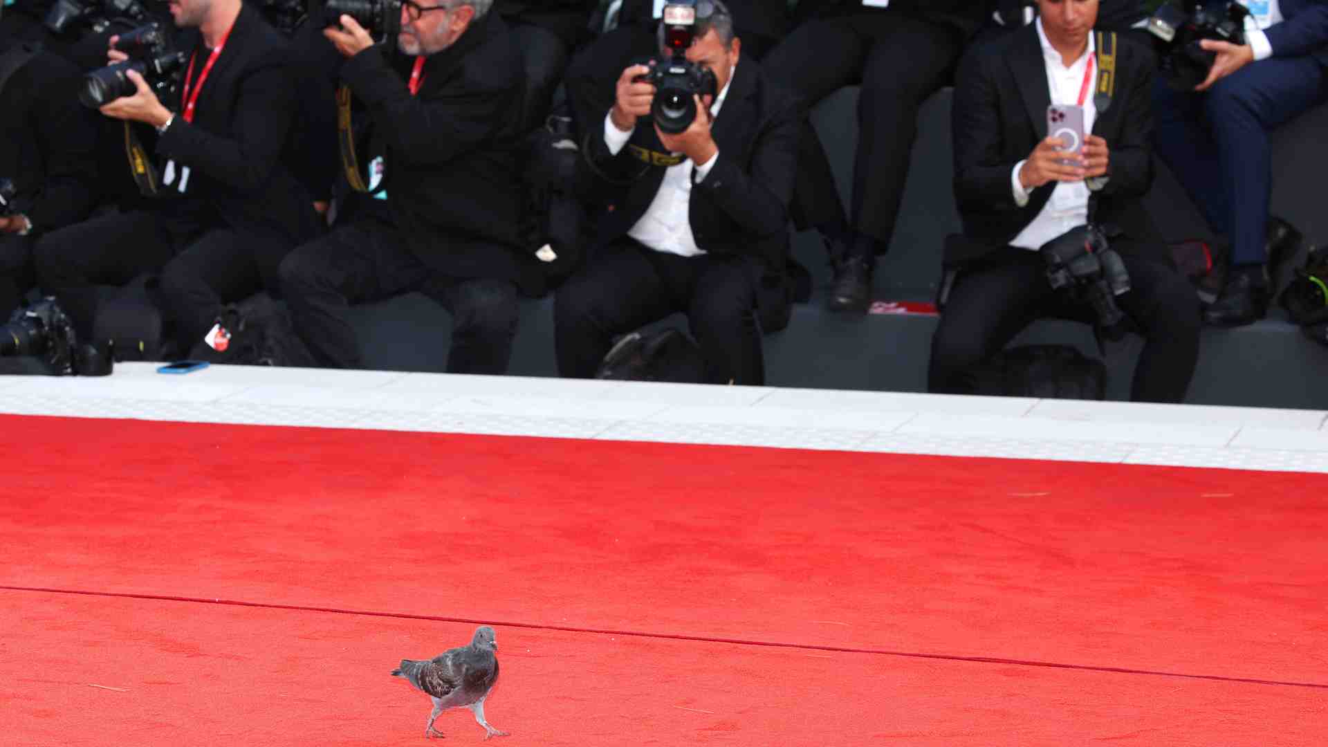 Immagine di A Venezia le poiane scacceranno i piccioni dagli hotel, ma solo quelli di lusso