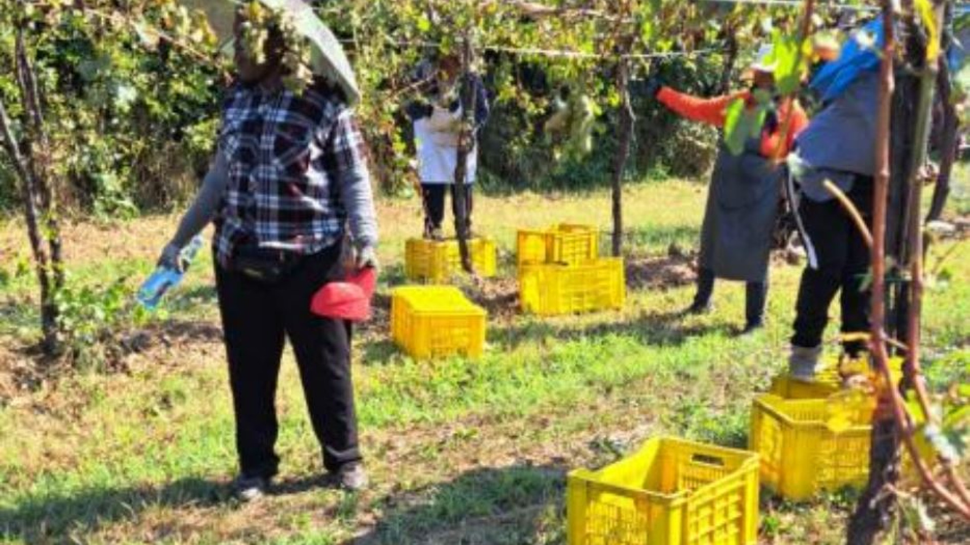Immagine di Così la manovalanza straniera rende possibile la vendemmia italiana