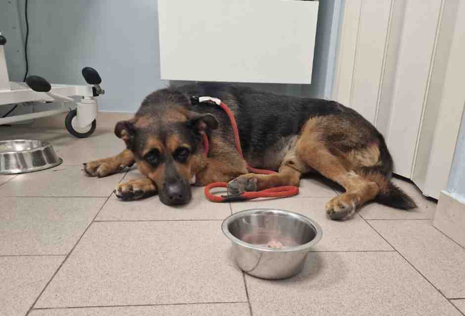 Il cane Max dalla pagina facebook Taranto BuonaSera