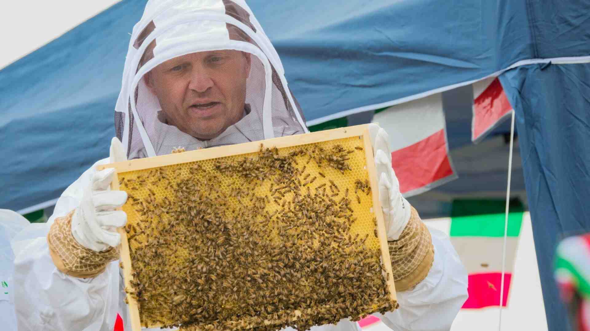 Immagine di L'alveare di Lollobrigida attaccato da vespe e calabroni. E intanto il ministro non riesce a trovare un portavoce