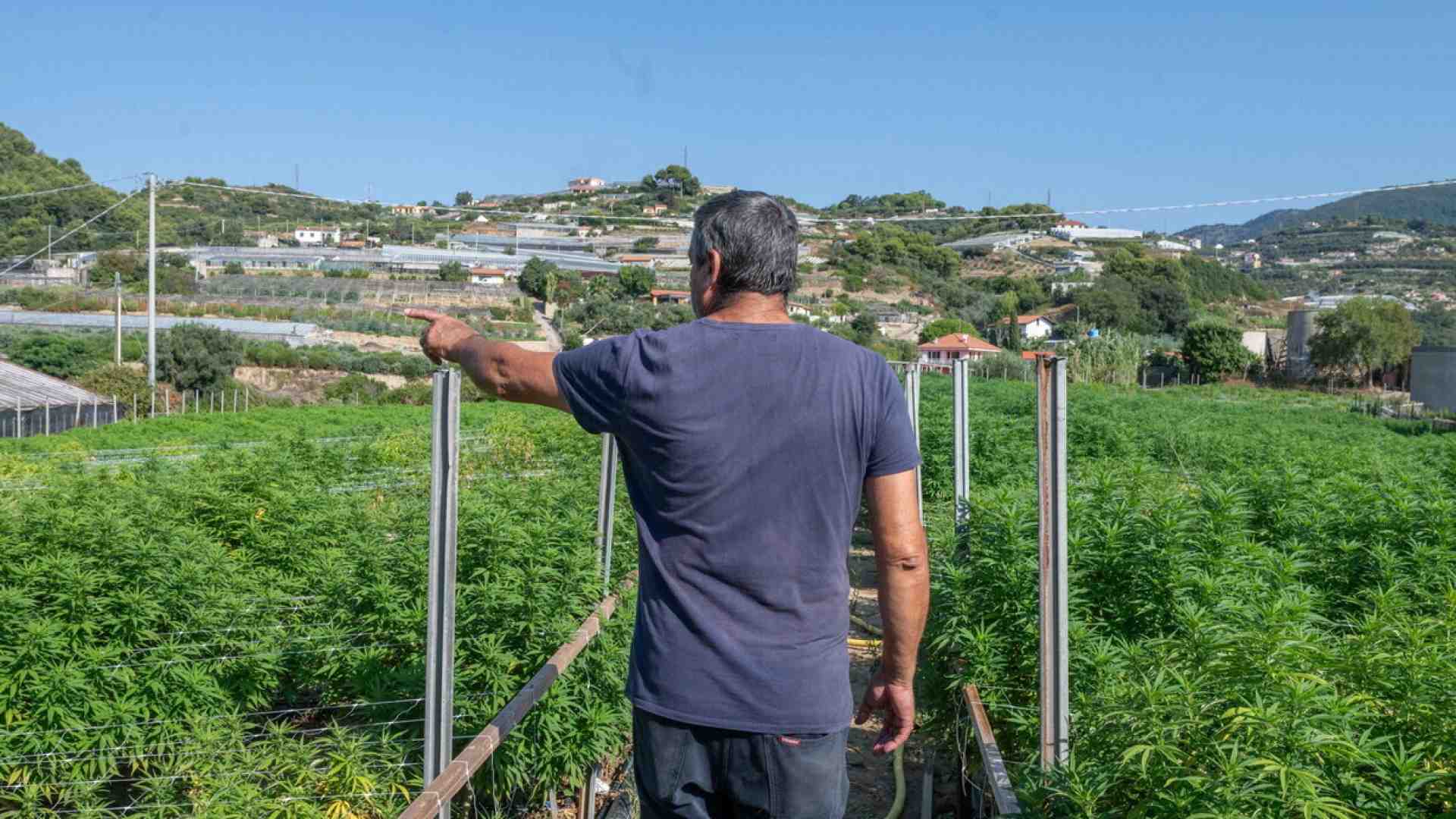 Immagine di Il Tar del Lazio blocca (di nuovo) il governo sulla Cannabis light