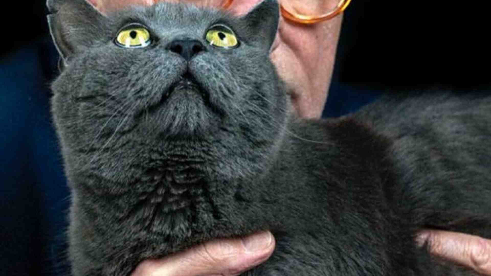 Immagine di Vittorio Feltri in lode dei gatti: “Almeno loro ti amano senza rompere”