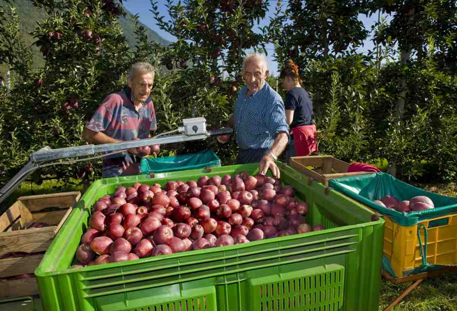 La raccolta delle mele in Valtellina (foto Giovanni Mereghetti/Education Images/Universal Images Group via Getty Images) <br />