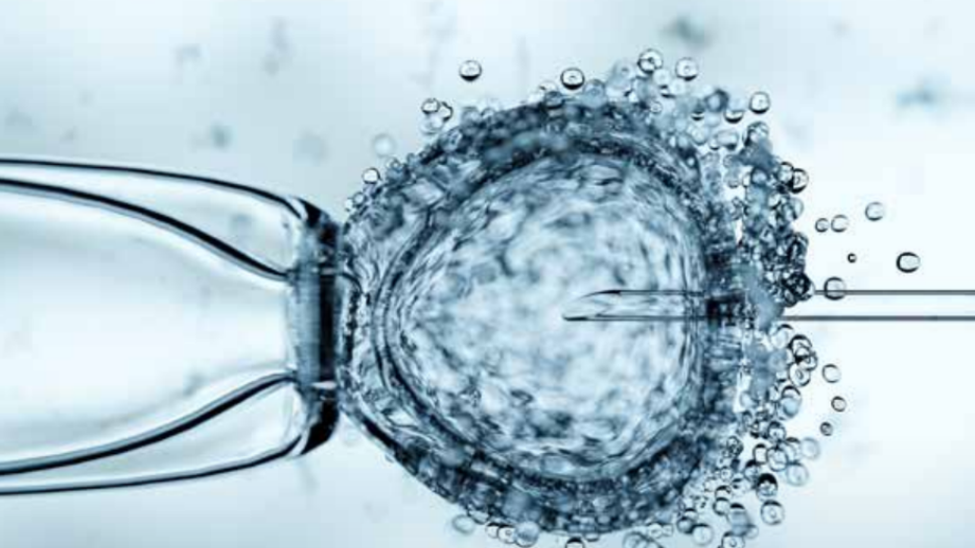 Immagine di Procreazione artificiale: la vita si dona o si "possiede"?