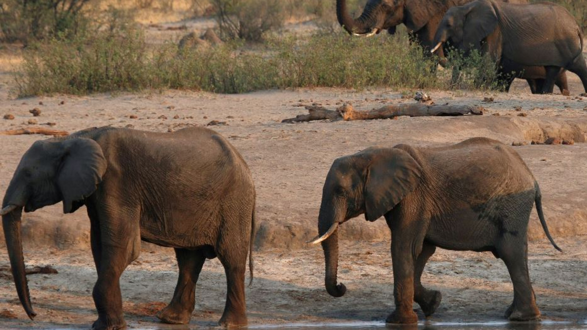 Immagine di La siccità affama l'Africa: centinaia di elefanti saranno uccisi e mangiati