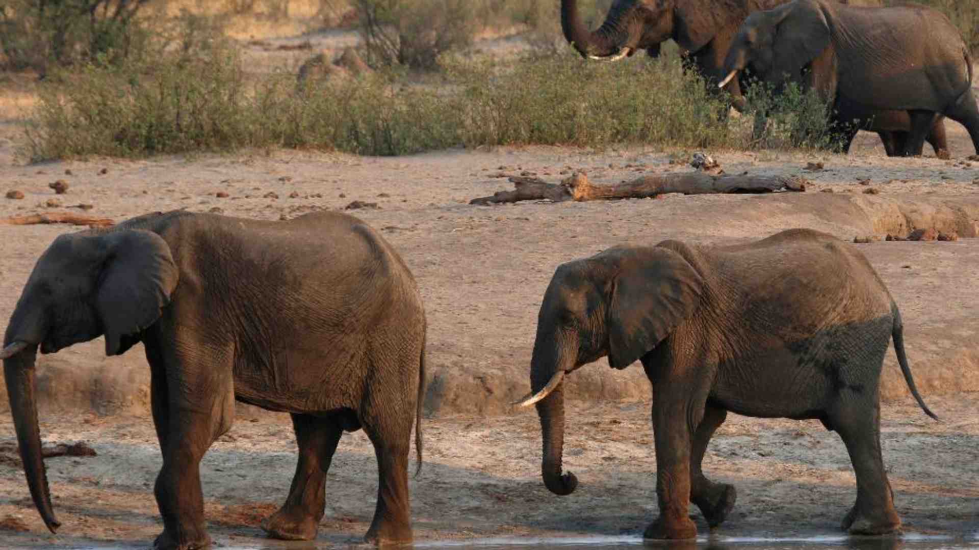 Immagine di La siccità affama l'Africa: centinaia di elefanti saranno uccisi e mangiati