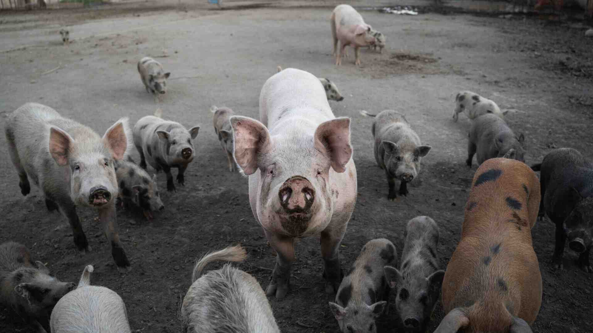 Immagine di Lollobrigida, il disastro della peste suina e la lezione sarda