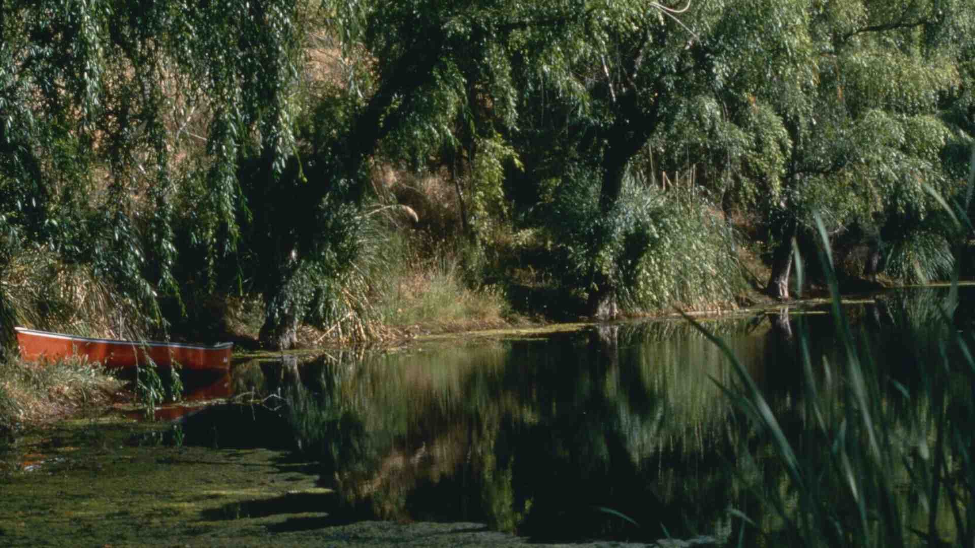 Immagine di Oltre l’Antropocene con la palude del nostro immaginario da cambiare