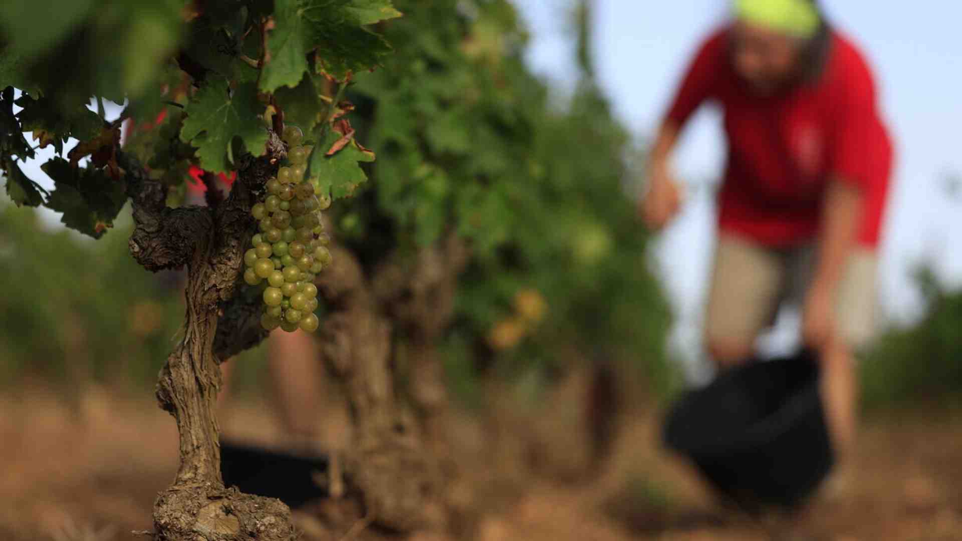 Immagine di Il vino naturale è ipocrita