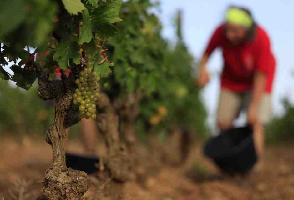 Il vino naturale è ipocrita