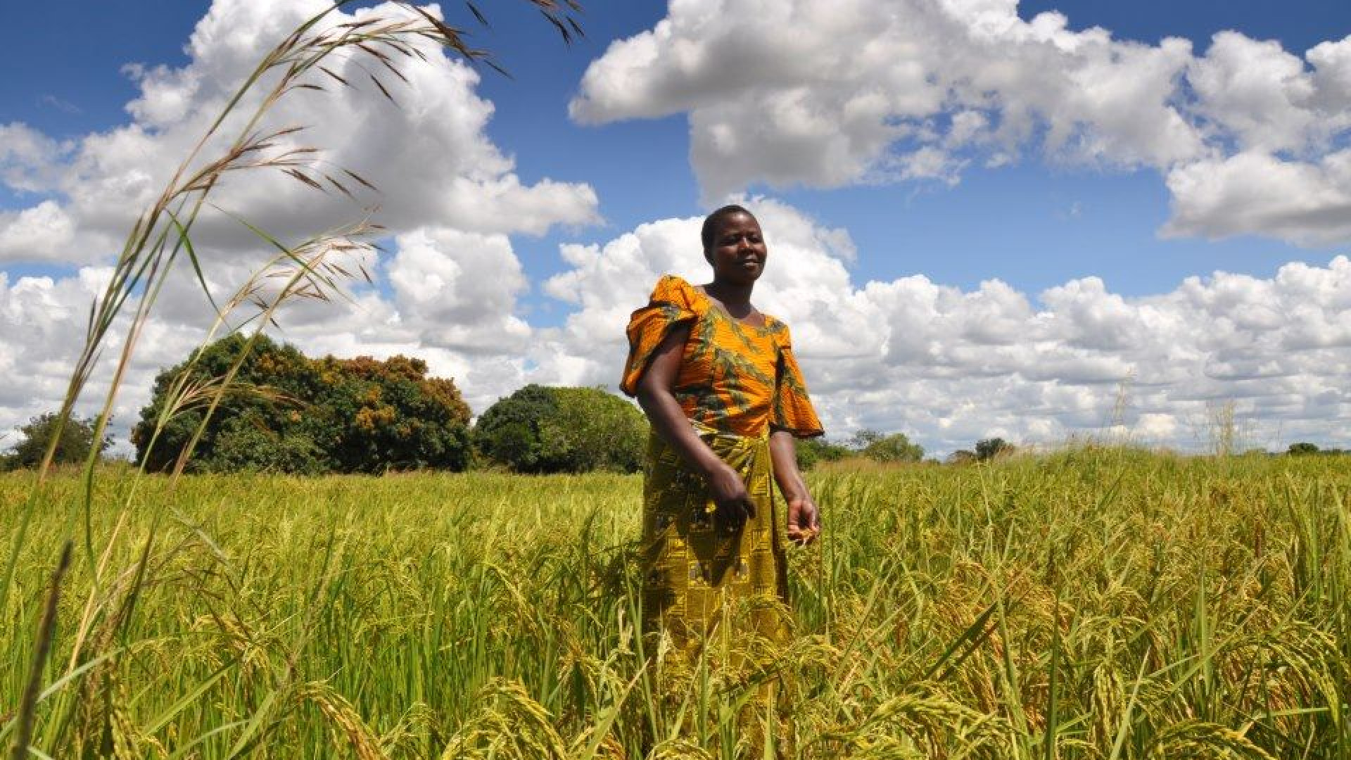 Immagine di G7 agricoltura, investimenti e diplomazia: l'Africa tra clima e speculazione