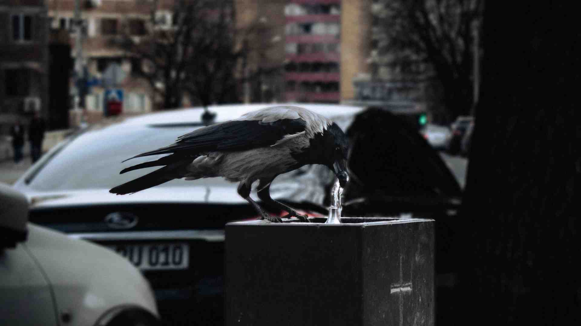 Immagine di Il golpe delle cornacchie a Milano