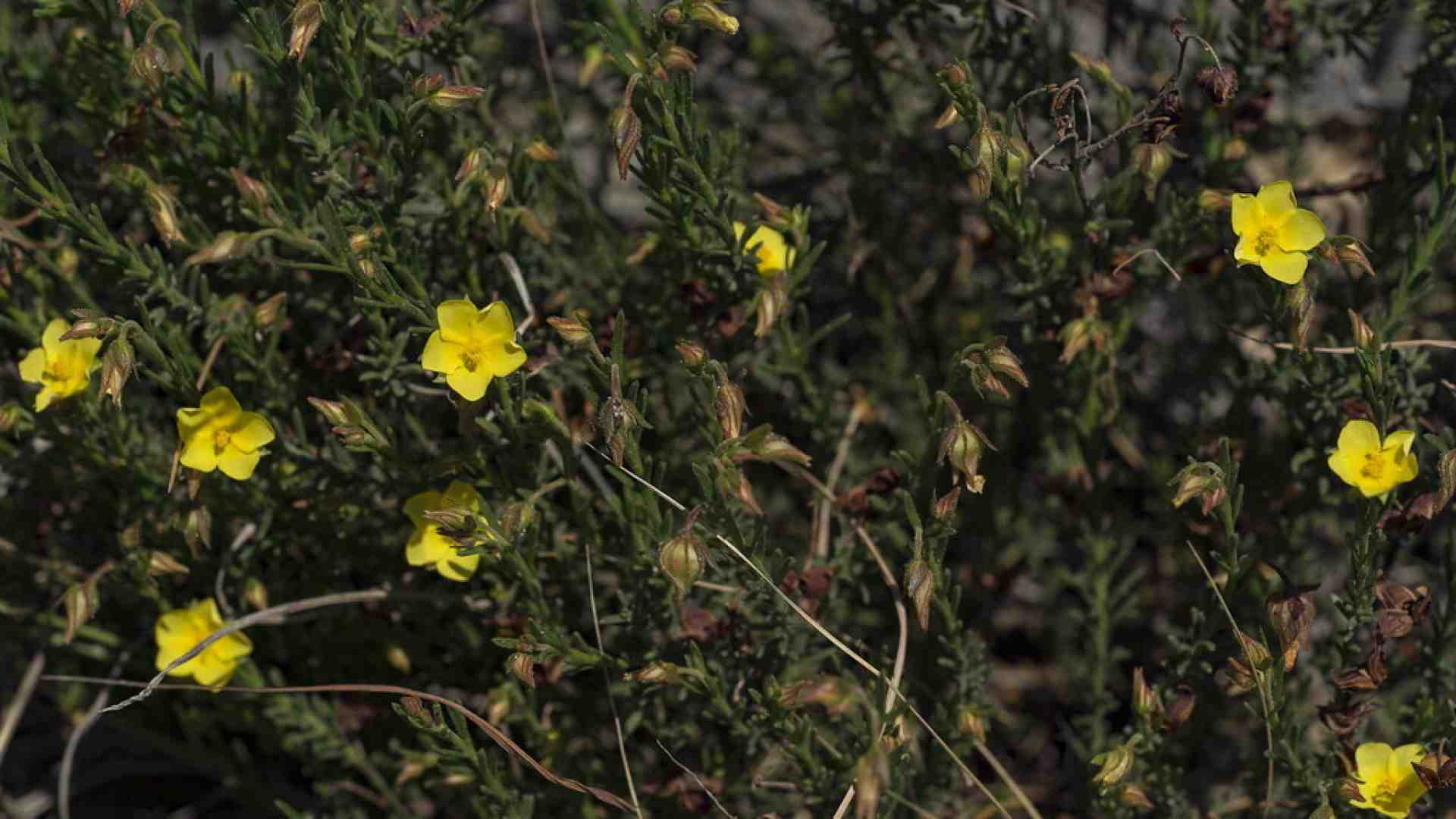 Immagine di "Fumana", la ragazza del secolo scorso nata libera e cresciuta velocemente