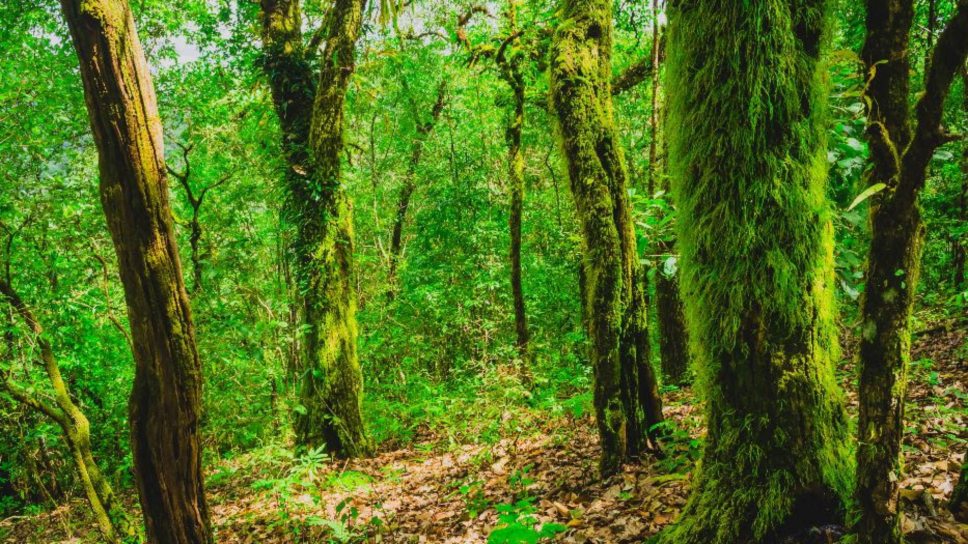Immagine di La preghiera: tutta la natura dice "Padre Nostro"