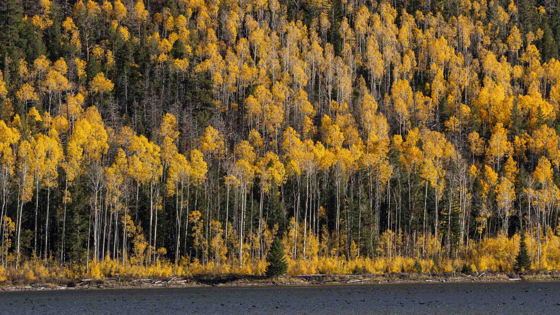 Immagine di Trascorrere 40 mila anni, vivi e vegeti: il caso di Pando in Utah
