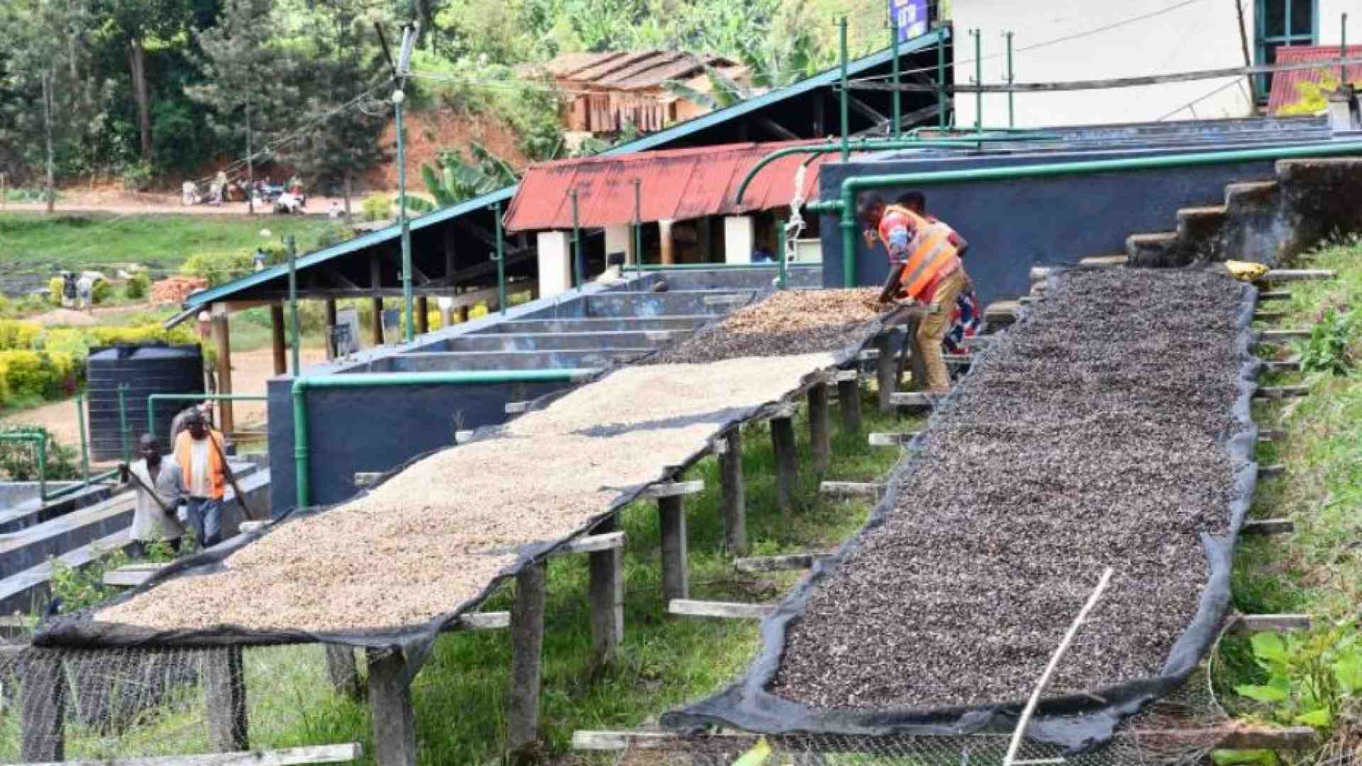 Immagine di Crisi climatica, nuove regole Ue. E il caffè è sempre più amaro