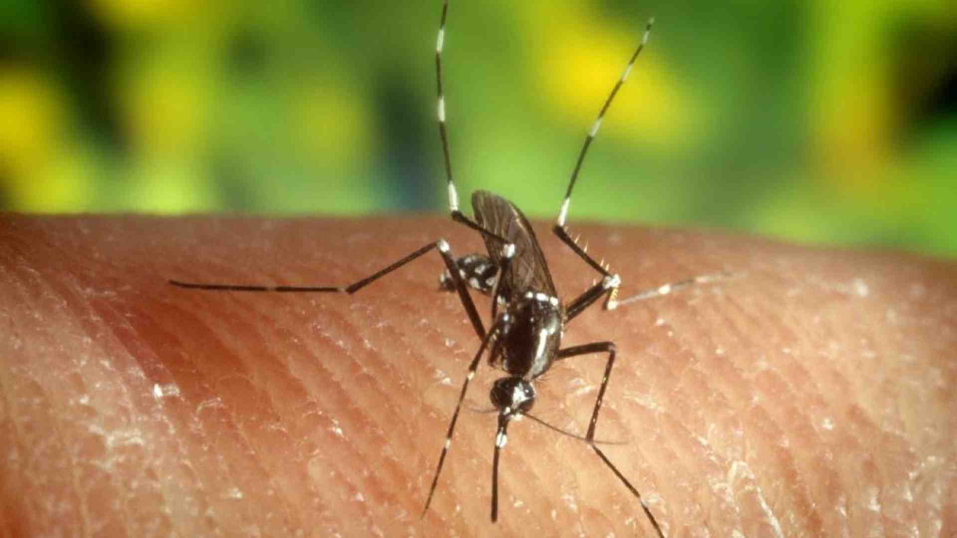Immagine di Le zanzare infette, il boom di casi a Fano, i kit: la Dengue deve preoccuparci?