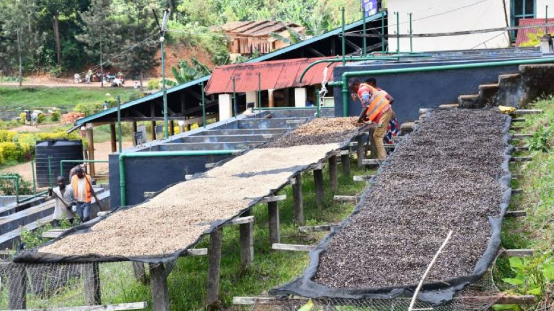 Immagine di Crisi climatica, nuove regole Ue. E il caffè è sempre più amaro