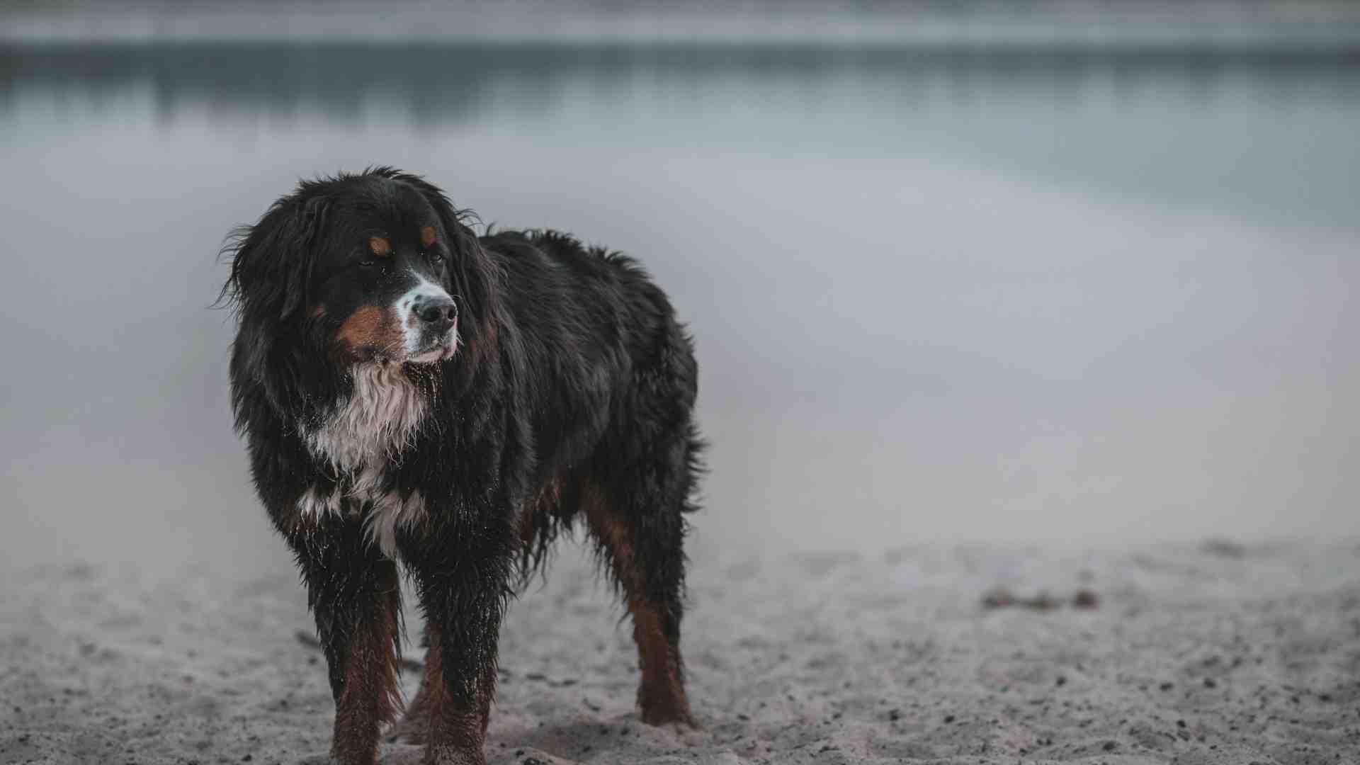 Immagine di Il cane con l'impermeabile e un'Italia in cui nulla più segue la propria natura